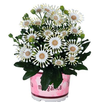 Akmenssēkle 'Margarita Cream Spoon'